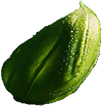 fruct-4