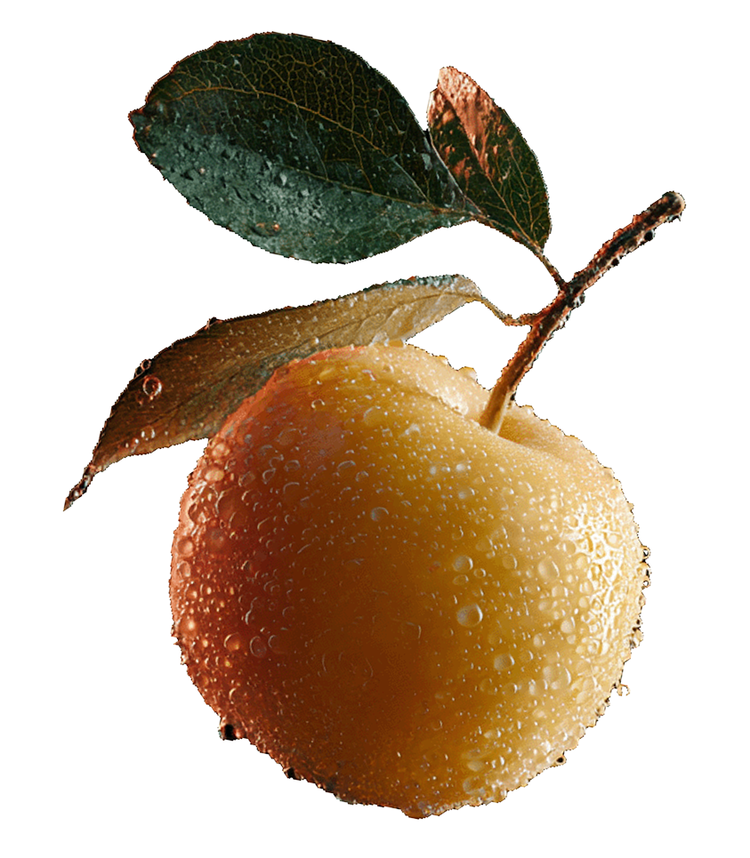 fruct-6